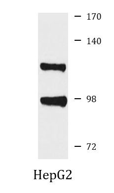 Anti-ILF3