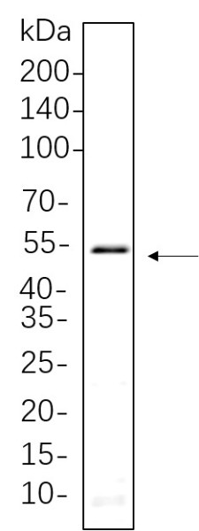 Anti-Recombinant Smad3, clone 8C12