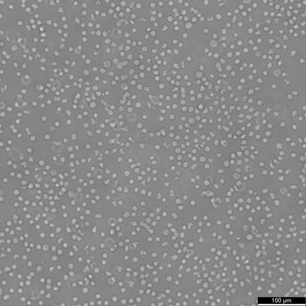 MINO Cells