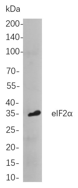 Anti-Recombinant eIF2alpha, clone 5C3
