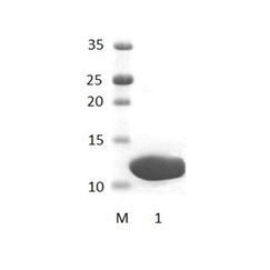 DLG3_1 PDZ Domain