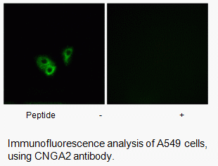 Anti-CNGA2