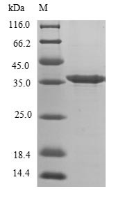 Decorin (Dcn), partial, mouse, recombinant
