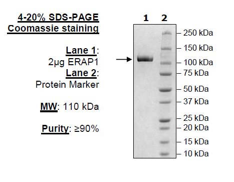 ERAP1, Avi-His-Tag, Biotin-labeled