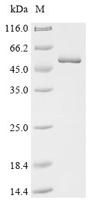 Serpin H1 (SERPINH1), chicken, recombinant
