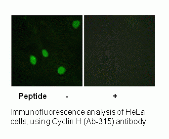 Anti-Cyclin H (Ab-315)