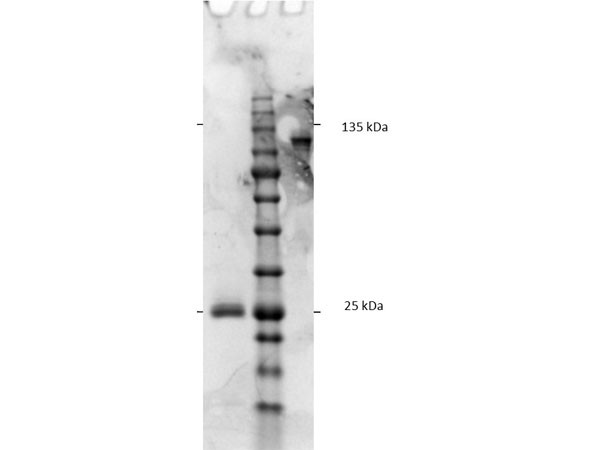 Anti-Rat IgG F(c) [Goat] (Min X Bv Hs &amp; Hu serum proteins) F(ab')2 fragment