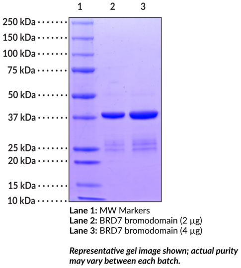 BRD7 bromodomain (human, recombinant)