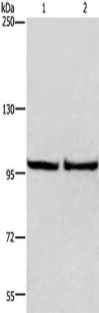 Anti-EIF4G2