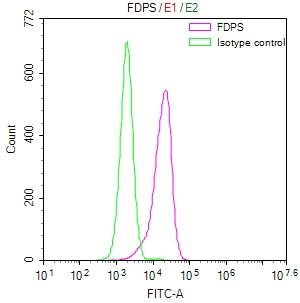 Anti-FDPS Recombinant Monoclonal, clone 12H4