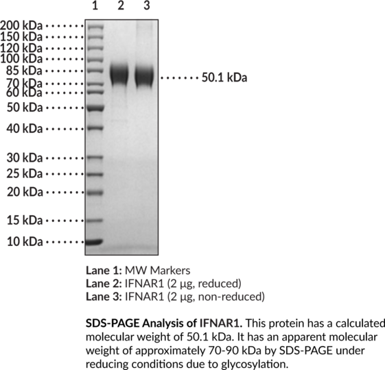 IFNAR1 (human, recombinant)
