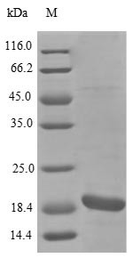 Subtilosin-A (sboA), Bacillus subtilis, recombinant