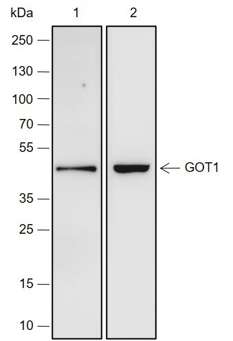 Anti-Recombinant GOT1, clone A236