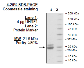UHRF1 (108-286), His-tag, human recombinant protein