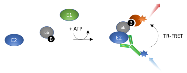 UbcH6 TR-FRET Assay Kit