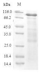 Cystathionine beta-synthase (Cbs), mouse, recombinant