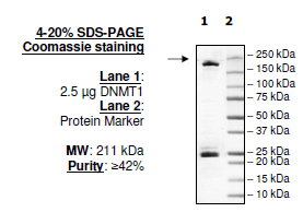 DNMT1, active human recombinant protein
