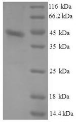 Serum amyloid A protein (SAA1), dog, recombinant