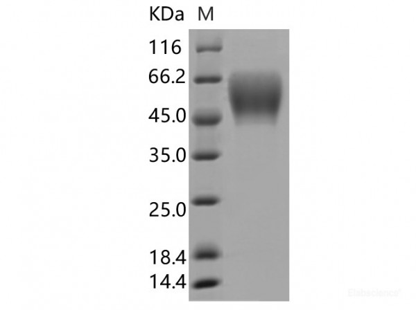 Spike S1 NTD Protein (ECD, C-His Tag)(Omicron) (recombinant sars-cov-2)