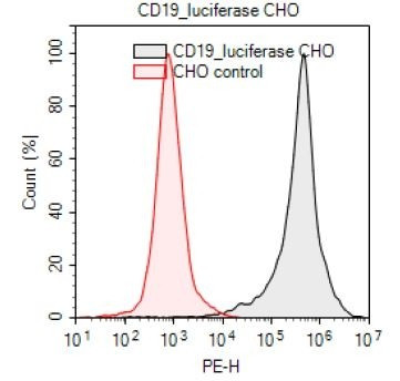 CD19 / Firefly Luciferase - CHO Recombinant Cell Line
