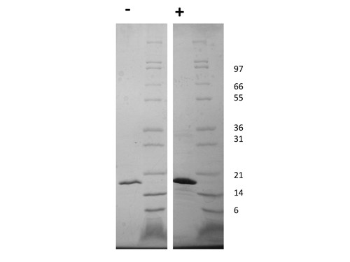 Fibroblast Growth Factor-22