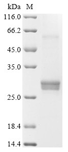 Interferon alpha-1, bovine, recombinant