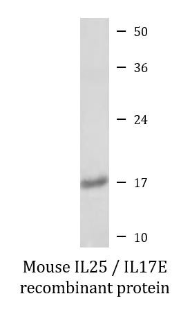 Mouse IL25 / IL17E recombinant protein (Active)