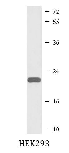 Anti-Peroxiredoxin 2