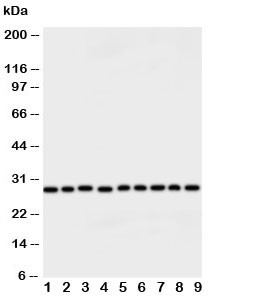 Anti-Peroxiredoxin 3 (PRDX3)