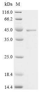 Spike glycoprotein (S), partial, Feline coronavirus, recombinant