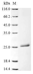 Ferritin light chain (FTL), human, recombinant