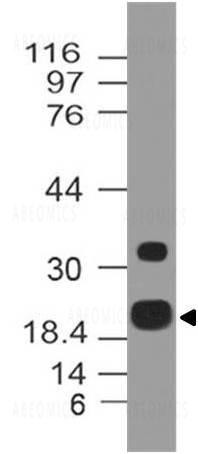 Anti-ZIKA E protein (Clone: ABM5A43)