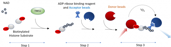 TNKS2 Homogenous Assay Kit