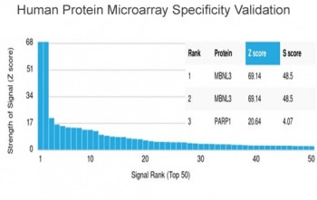 Anti-MBNL3, clone PCRP-MBNL3-1D11