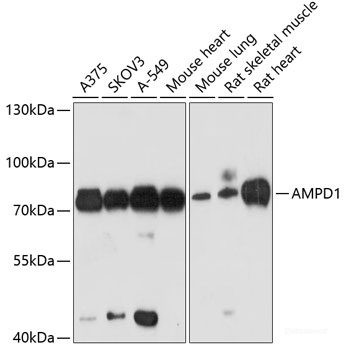 Anti-AMPD1