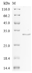 Gastrokine-1 (GKN1), human, recombinant