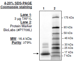 TAF1L (1517-1649), His-tag, human recombinant protein