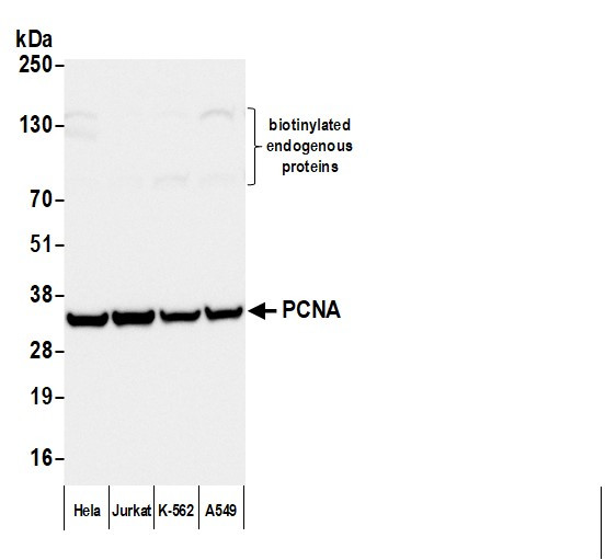 Anti-Mouse IgG-heavy and light chain, Biotin conjugated
