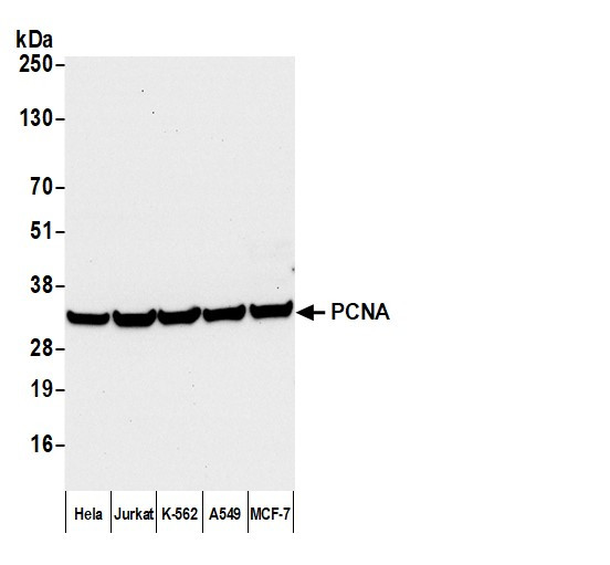 Anti-Mouse IgG-heavy and light chain cross-adsorbed