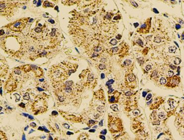 Anti-Caspase 12