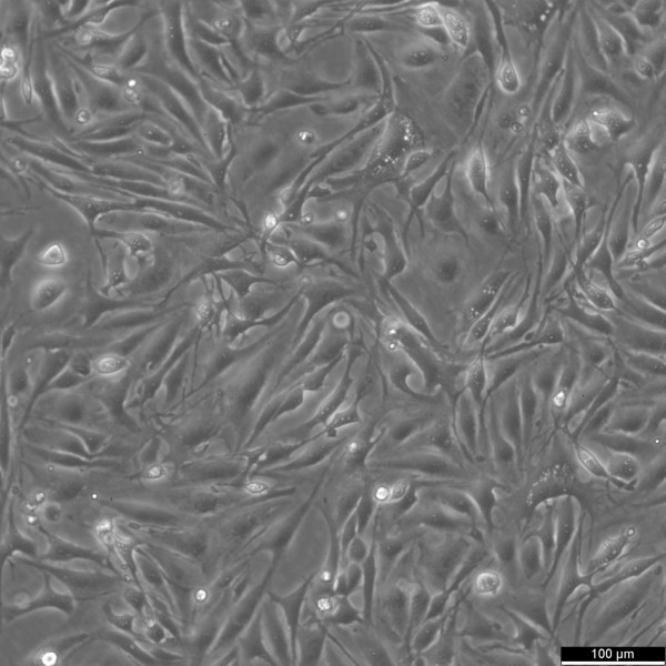 Bend.3 Cells