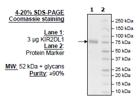 KIR2DL1 Fc-fusion, Biotin-labeled HiP(TM)