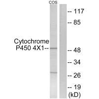 Anti-CYP4X1