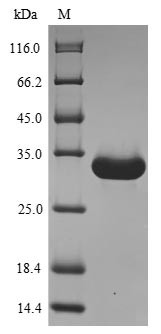 Angiogenin-4 (Ang4), mouse, recombinant