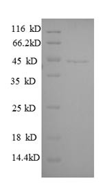 Guanine nucleotide-binding protein G (i) subunit alpha-3 (GNAI3), human, recombinant