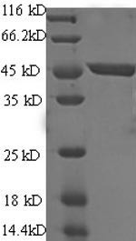 Immunoglobulin-like domain-containing receptor 2 (ILDR2), partial, human, recombinant