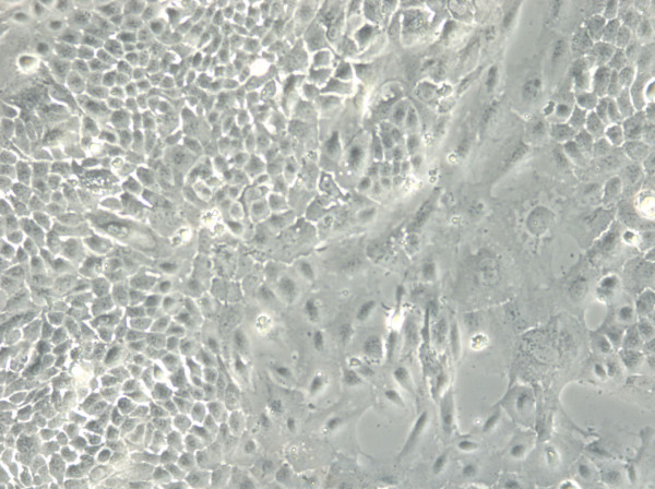 TRI-C3H Cells