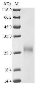 Cation-independent mannose-6-phosphate receptor (IGF2R), partial, bovine, recombinant