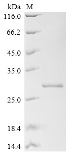 Hepcidin (Hamp), partial, mouse, recombinant