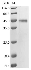 Inward rectifier potassium channel 16 (KCNJ16), human, recombinant